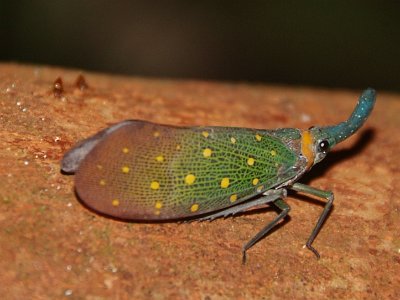 Lantern bug